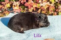 Lila 11.10.24